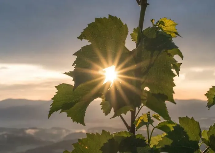 公寓 Winzerhaus Oswald Narrath